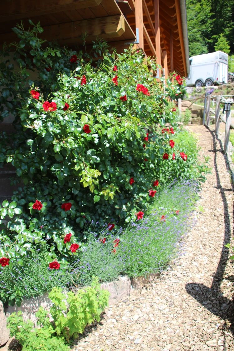 Bodendecker-Rose 'Apache' ® 12 Bodendecker-Rose 'Apache' ® – Bild 12