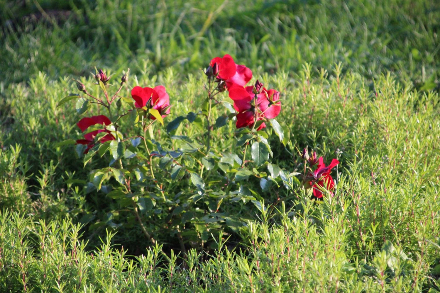 Bodendecker-Rose 'Apache' ® 11 Bodendecker-Rose 'Apache' ® – Bild 11