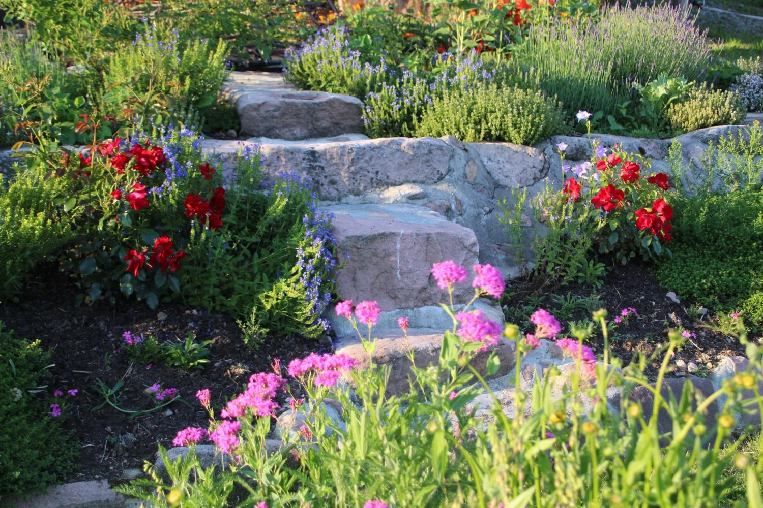 Bodendecker-Rose 'Apache' ® 10 Bodendecker-Rose 'Apache' ® – Bild 10