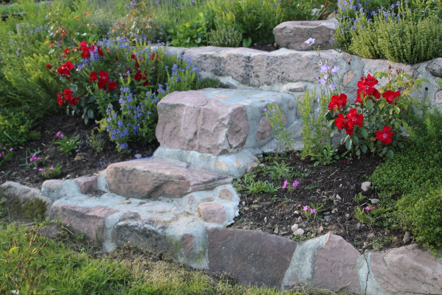 Bodendecker-Rose 'Apache' ® 9 Bodendecker-Rose 'Apache' ® – Bild 9