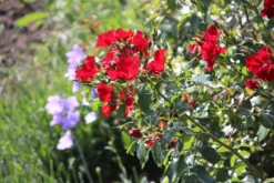 Bodendecker-Rose 'Apache' ® 23 Bodendecker-Rose 'Apache' ® -Deutschland Garten Funk Verkaufs-Shop bodendecker rose apache m050300 506742 15