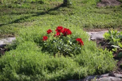 Bodendecker-Rose 'Apache' ® 22 Bodendecker-Rose 'Apache' ® -Deutschland Garten Funk Verkaufs-Shop bodendecker rose apache m050300 506742 16