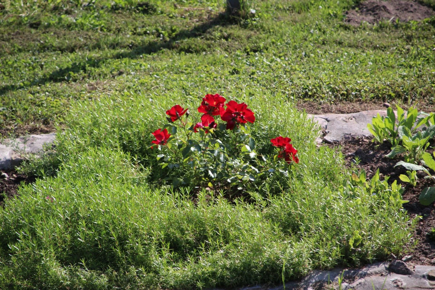 Bodendecker-Rose 'Apache' ® 7 Bodendecker-Rose 'Apache' ® – Bild 7