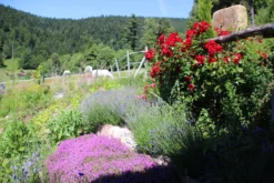 Bodendecker-Rose 'Apache' ® 31 Bodendecker-Rose 'Apache' ® -Deutschland Garten Funk Verkaufs-Shop bodendecker rose apache m050300 506742 7