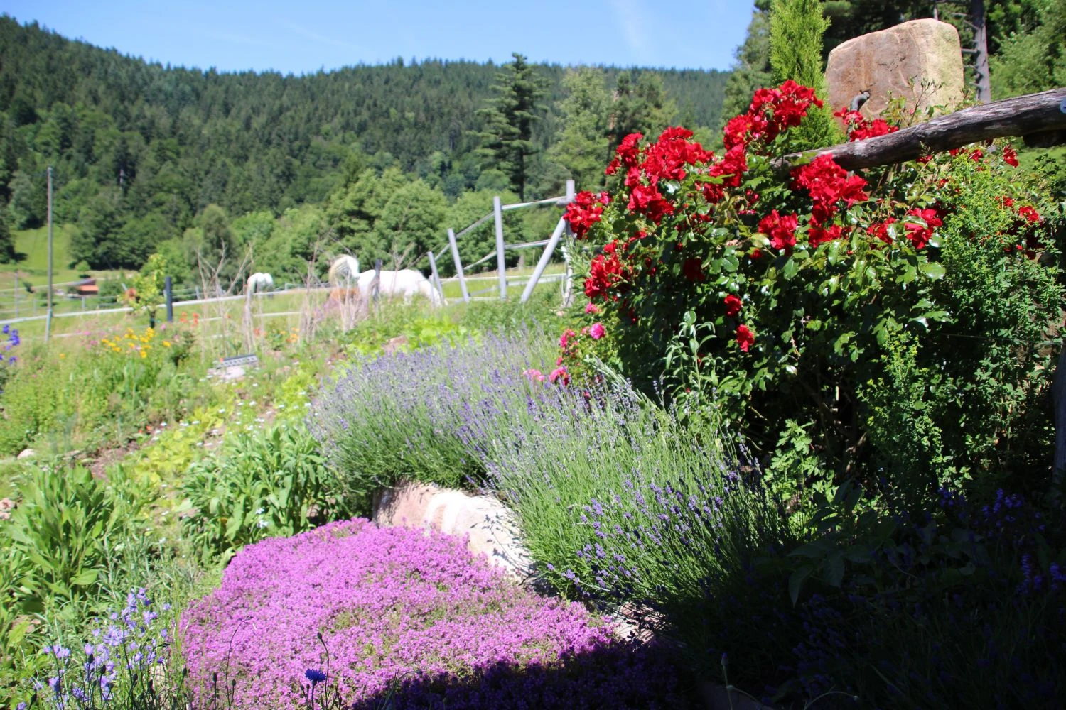 Bodendecker-Rose 'Apache' ® 16 Bodendecker-Rose 'Apache' ® – Bild 16