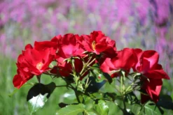 Bodendecker-Rose 'Apache' ® 30 Bodendecker-Rose 'Apache' ® -Deutschland Garten Funk Verkaufs-Shop bodendecker rose apache m050300 506742 8