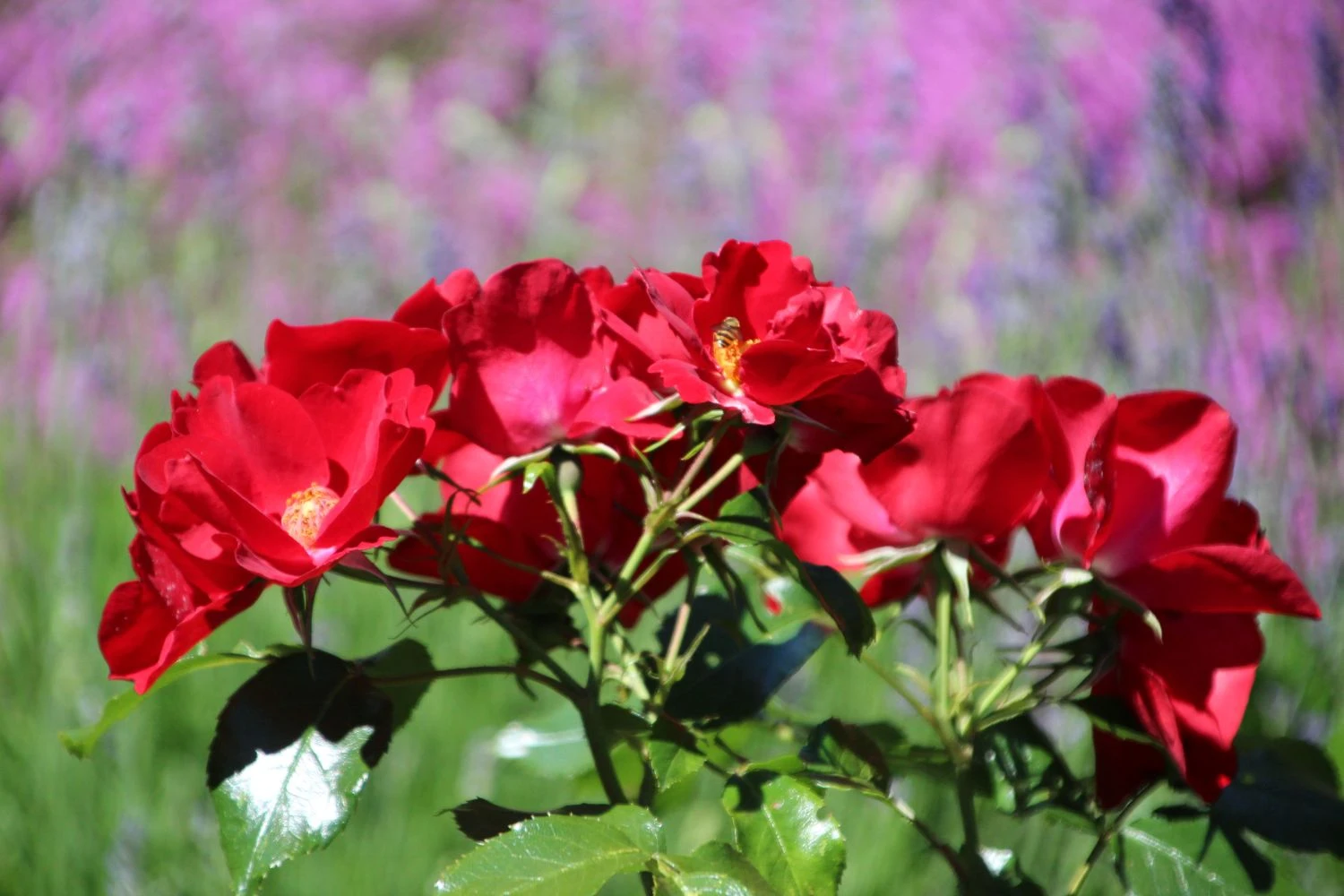 Bodendecker-Rose 'Apache' ® 15 Bodendecker-Rose 'Apache' ® – Bild 15