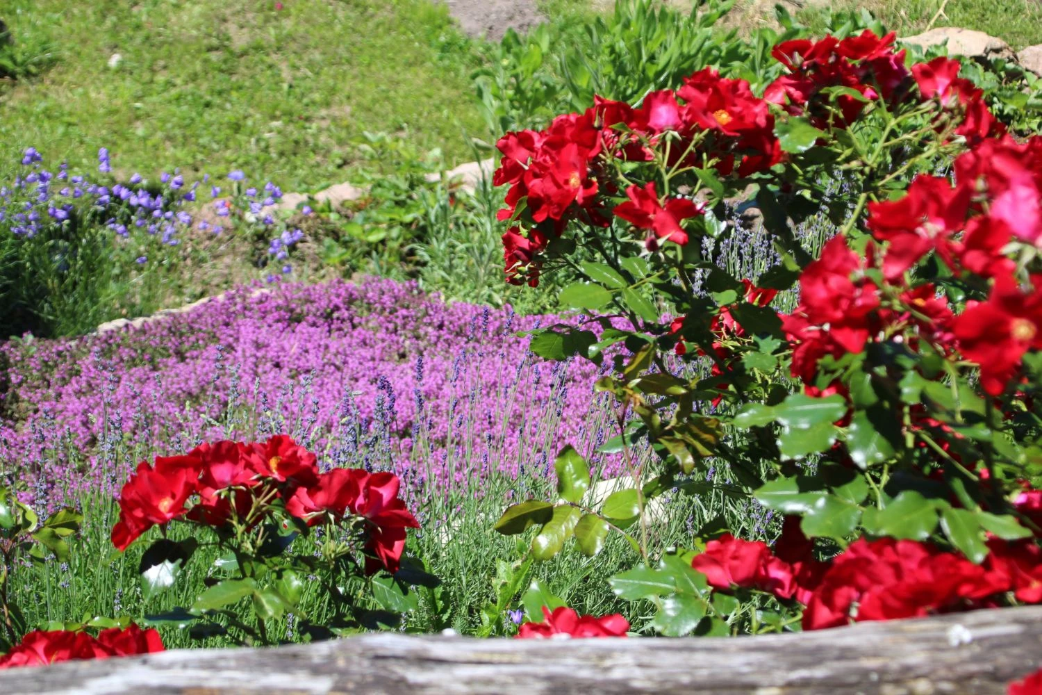 Bodendecker-Rose 'Apache' ® 14 Bodendecker-Rose 'Apache' ® – Bild 14