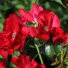 Bodendecker-Rose 'Apache' ®