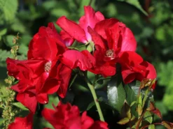 Bodendecker-Rose 'Apache' ®