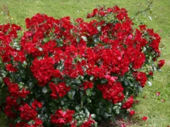 Bodendecker-Rose 'Apache' ® 20 Bodendecker-Rose 'Apache' ® -Deutschland Garten Funk Verkaufs-Shop bodendecker rose apache m050300 w 0