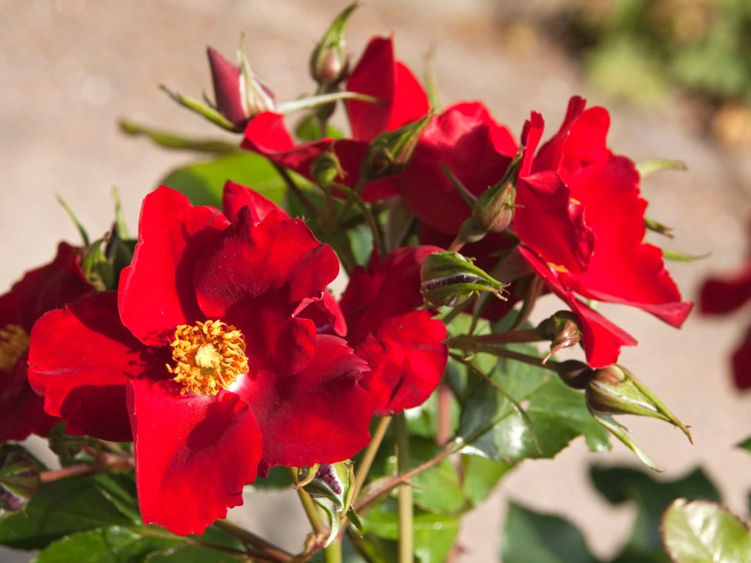 Bodendecker-Rose 'Apache' ® 3 Bodendecker-Rose 'Apache' ® – Bild 3