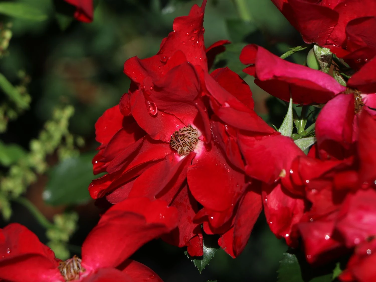 Bodendecker-Rose 'Apache' ® 6 Bodendecker-Rose 'Apache' ® – Bild 6