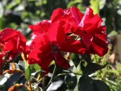 Bodendecker-Rose 'Apache' ® 19 Bodendecker-Rose 'Apache' ® -Deutschland Garten Funk Verkaufs-Shop bodendecker rose apache m050300 w 4