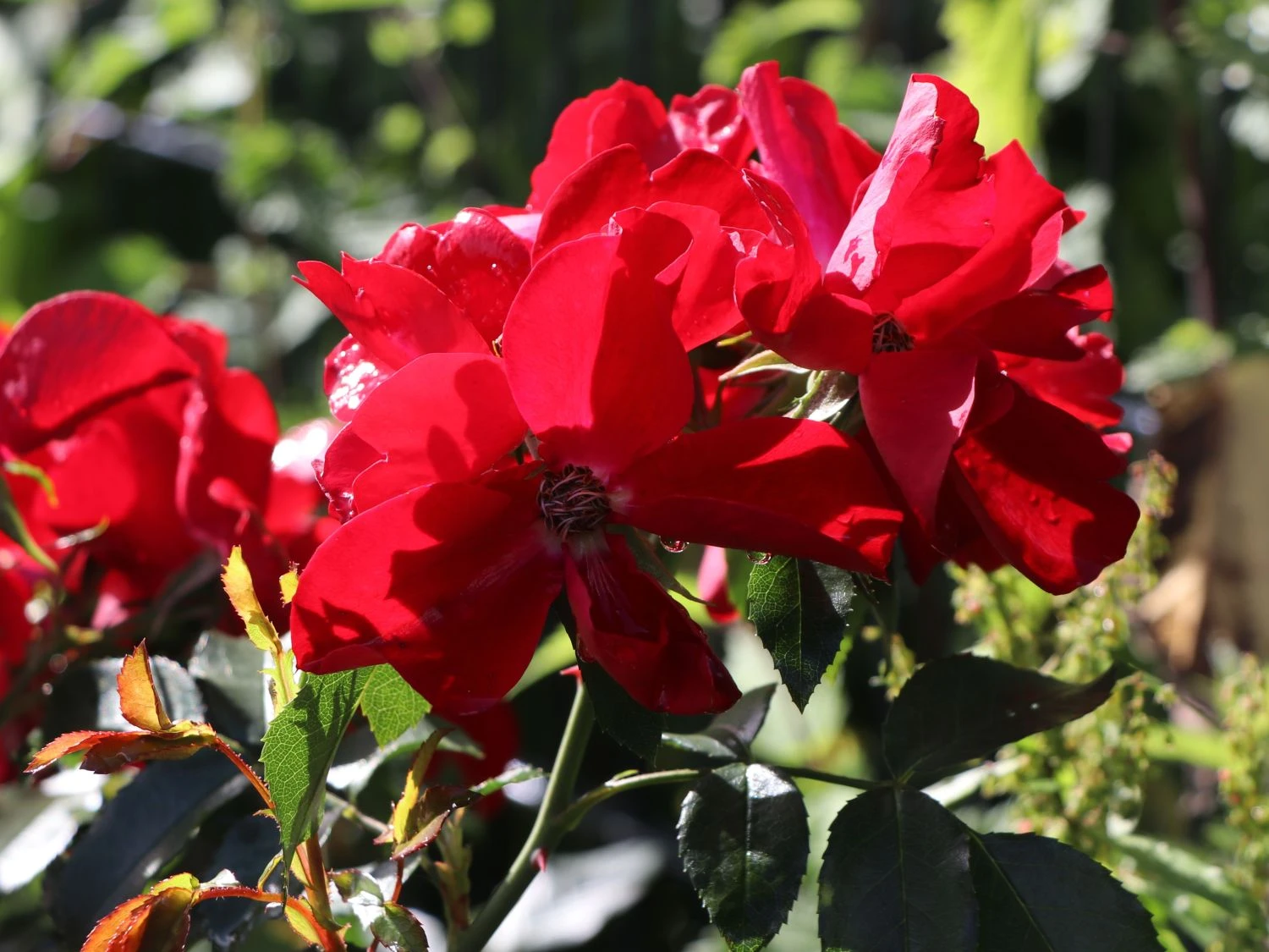 Bodendecker-Rose 'Apache' ® 4 Bodendecker-Rose 'Apache' ® – Bild 4