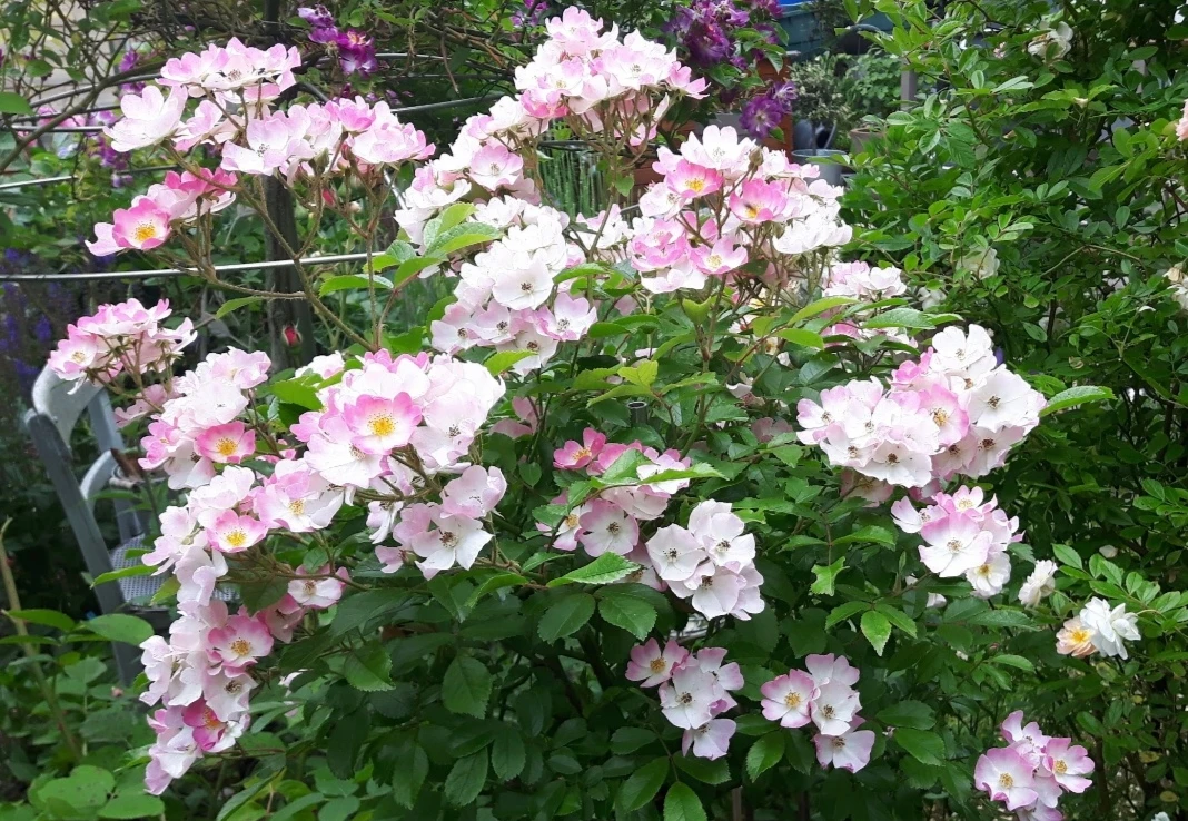 Bodendecker-Rose 'Ballerina' 12 Bodendecker-Rose 'Ballerina' – Bild 12