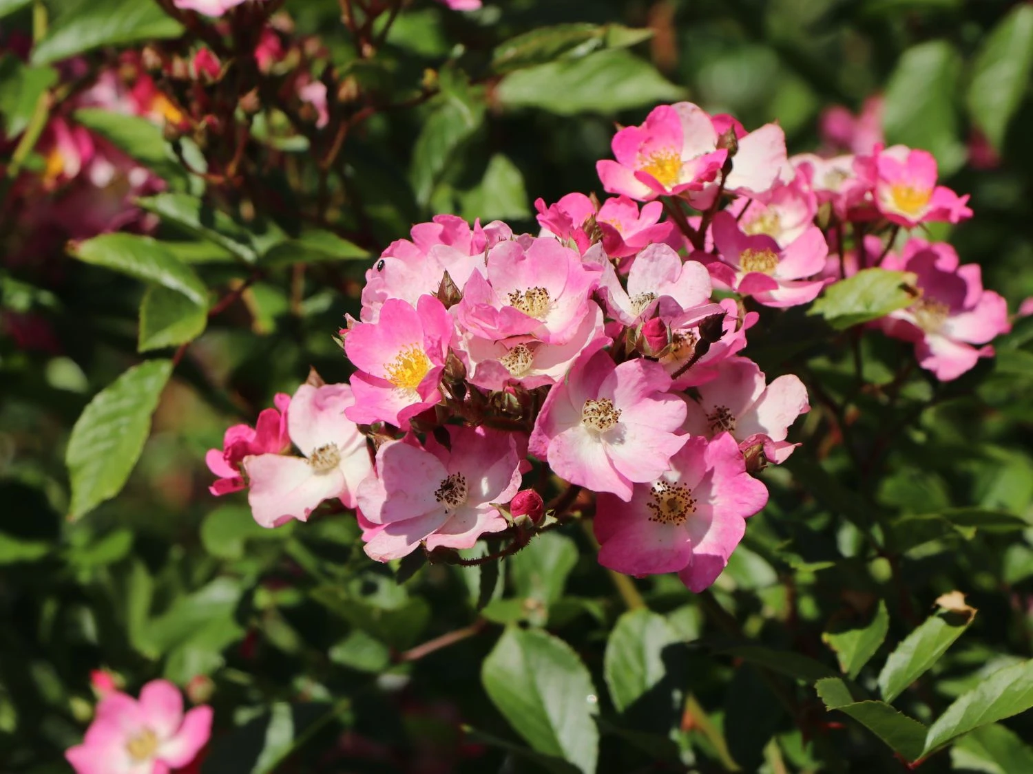 Bodendecker-Rose 'Ballerina' 1 Bodendecker-Rose 'Ballerina'