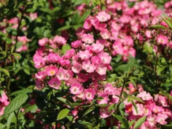 Bodendecker-Rose 'Ballerina' 14 Bodendecker-Rose 'Ballerina' -Deutschland Garten Funk Verkaufs-Shop bodendecker rose ballerina m002894 w 0