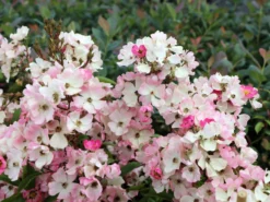 Bodendecker-Rose 'Ballerina' 21 Bodendecker-Rose 'Ballerina' -Deutschland Garten Funk Verkaufs-Shop bodendecker rose ballerina m002894 w 1