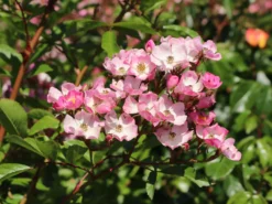 Bodendecker-Rose 'Ballerina' 20 Bodendecker-Rose 'Ballerina' -Deutschland Garten Funk Verkaufs-Shop bodendecker rose ballerina m002894 w 2