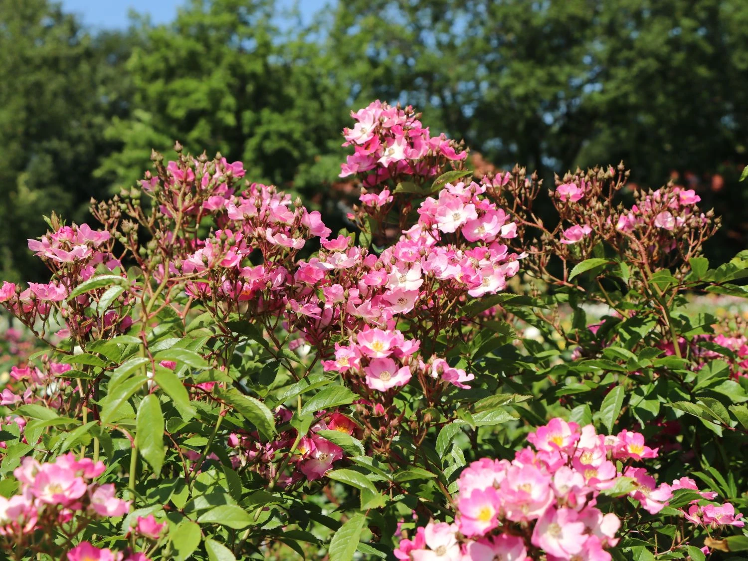 Bodendecker-Rose 'Ballerina' 2 Bodendecker-Rose 'Ballerina' – Bild 2