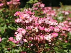 Bodendecker-Rose 'Ballerina' 22 Bodendecker-Rose 'Ballerina' -Deutschland Garten Funk Verkaufs-Shop bodendecker rose ballerina m002894 w 4