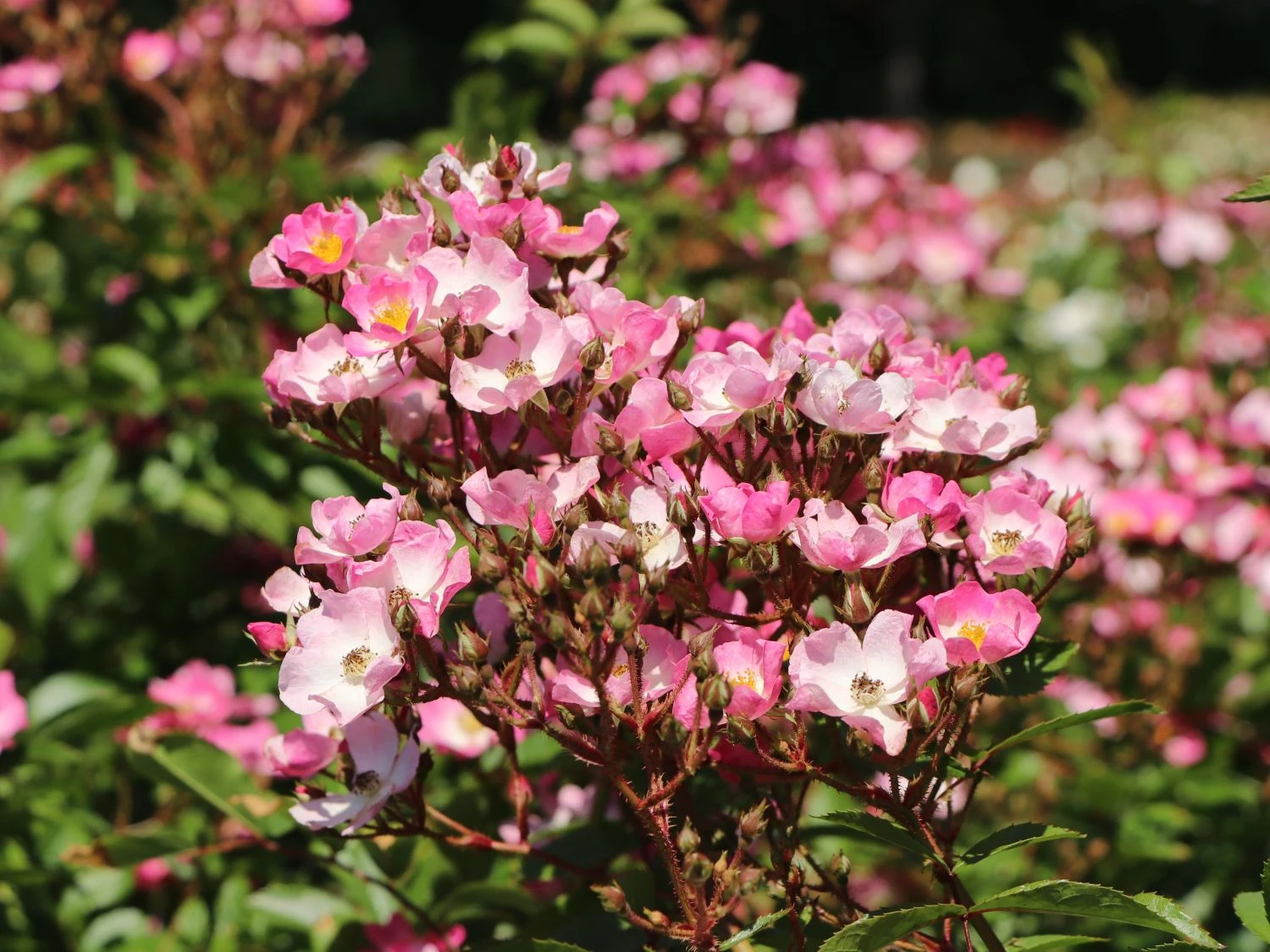 Bodendecker-Rose 'Ballerina' 11 Bodendecker-Rose 'Ballerina' – Bild 11