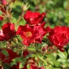 Bodendecker-Rose 'Bassino' ®