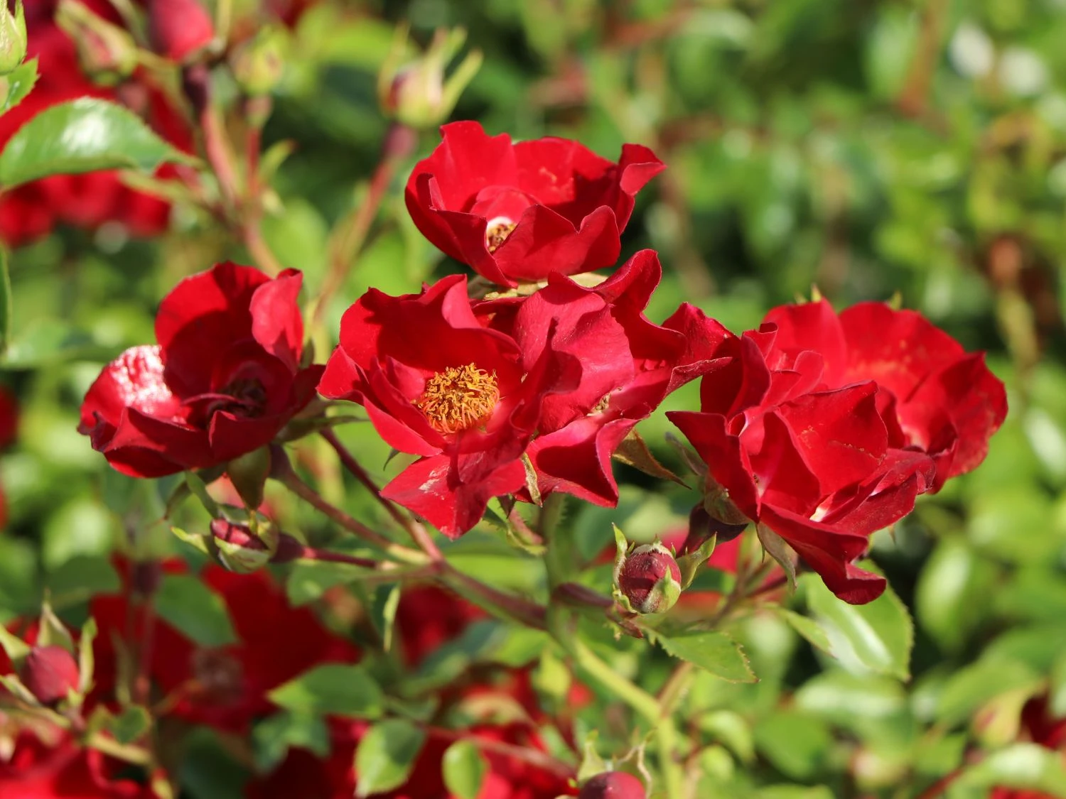 Bodendecker-Rose 'Bassino' ® 1 Bodendecker-Rose 'Bassino' ®