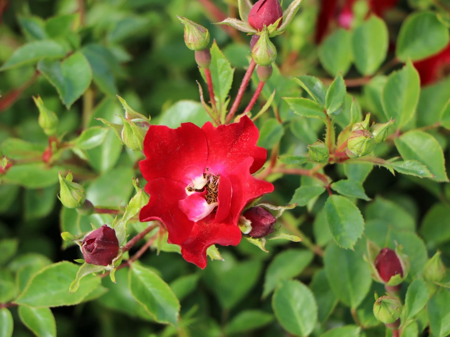 Bodendecker-Rose 'Bassino' ® 4 Bodendecker-Rose 'Bassino' ® – Bild 4