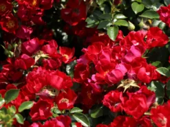 Bodendecker-Rose 'Bassino' ® 16 Bodendecker-Rose 'Bassino' ® -Deutschland Garten Funk Verkaufs-Shop bodendecker rose bassino m005714 w 1