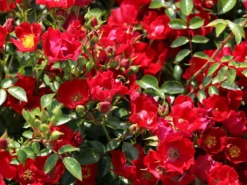 Bodendecker-Rose 'Bassino' ® 17 Bodendecker-Rose 'Bassino' ® -Deutschland Garten Funk Verkaufs-Shop bodendecker rose bassino m005714 w 2