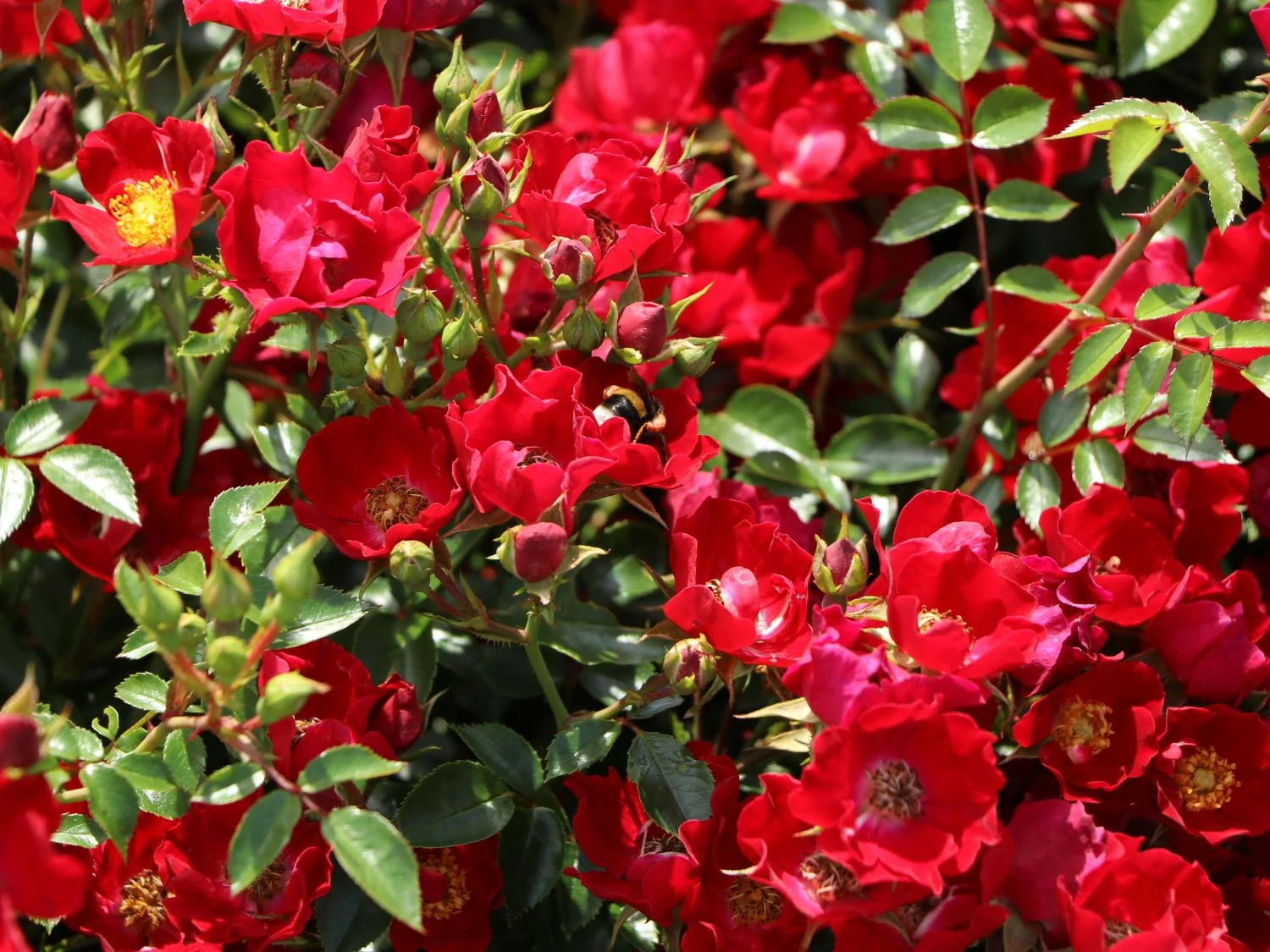 Bodendecker-Rose 'Bassino' ® 6 Bodendecker-Rose 'Bassino' ® – Bild 6