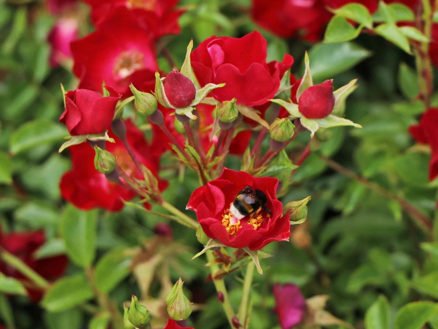 Bodendecker-Rose 'Bassino' ® 2 Bodendecker-Rose 'Bassino' ® – Bild 2