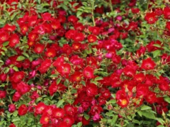 Bodendecker-Rose 'Bassino' ® 14 Bodendecker-Rose 'Bassino' ® -Deutschland Garten Funk Verkaufs-Shop bodendecker rose bassino m005714 w 4