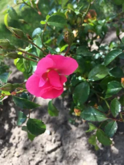 Bodendecker-Rose / Beetrose 'Fortuna' ® -Deutschland Garten Funk Verkaufs-Shop bodendecker rose beetrose fortuna m002966 193676 0