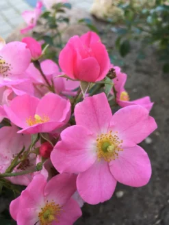 Bodendecker-Rose / Beetrose 'Fortuna' ® -Deutschland Garten Funk Verkaufs-Shop bodendecker rose beetrose fortuna m002966 401538 0