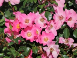 Bodendecker-Rose / Beetrose 'Fortuna' ®