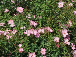 Bodendecker-Rose / Beetrose 'Fortuna' ® -Deutschland Garten Funk Verkaufs-Shop bodendecker rose beetrose fortuna m002966 w 0