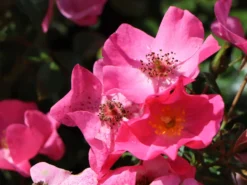 Bodendecker-Rose / Beetrose 'Fortuna' ® -Deutschland Garten Funk Verkaufs-Shop bodendecker rose beetrose fortuna m002966 w 1