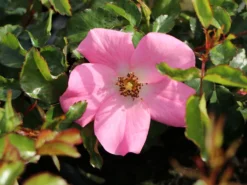 Bodendecker-Rose / Beetrose 'Fortuna' ® -Deutschland Garten Funk Verkaufs-Shop bodendecker rose beetrose fortuna m002966 w 2