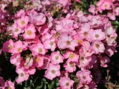 Bodendecker-Rose / Beetrose 'Fortuna' ® -Deutschland Garten Funk Verkaufs-Shop bodendecker rose beetrose fortuna m002966 w 3