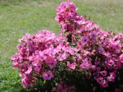 Bodendecker-Rose / Beetrose 'Fortuna' ® -Deutschland Garten Funk Verkaufs-Shop bodendecker rose beetrose fortuna m002966 w 4