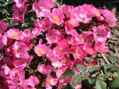 Bodendecker-Rose / Beetrose 'Fortuna' ® -Deutschland Garten Funk Verkaufs-Shop bodendecker rose beetrose fortuna m002966 w 5