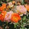 Bodendecker-Rose 'Bessy' ®