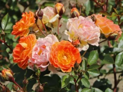 Bodendecker-Rose 'Bessy' ®
