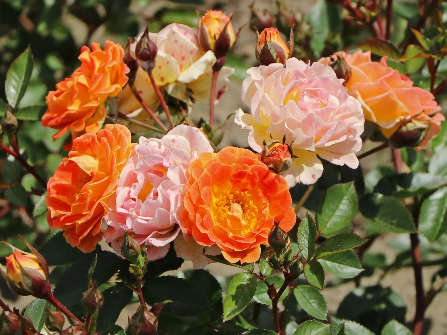 Bodendecker-Rose 'Bessy' ® 1 Bodendecker-Rose 'Bessy' ®