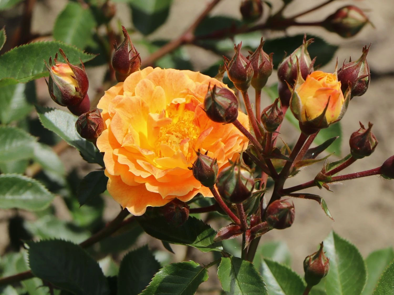 Bodendecker-Rose 'Bessy' ® 2 Bodendecker-Rose 'Bessy' ® – Bild 2