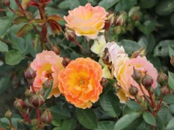 Bodendecker-Rose 'Bessy' ® 12 Bodendecker-Rose 'Bessy' ® -Deutschland Garten Funk Verkaufs-Shop bodendecker rose bessy m056200 w 1