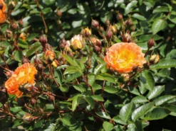 Bodendecker-Rose 'Bessy' ® 10 Bodendecker-Rose 'Bessy' ® -Deutschland Garten Funk Verkaufs-Shop bodendecker rose bessy m056200 w 2